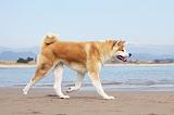 AKITA INU 176